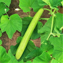 Green Sausage Plants for gardeners building out beds and borders