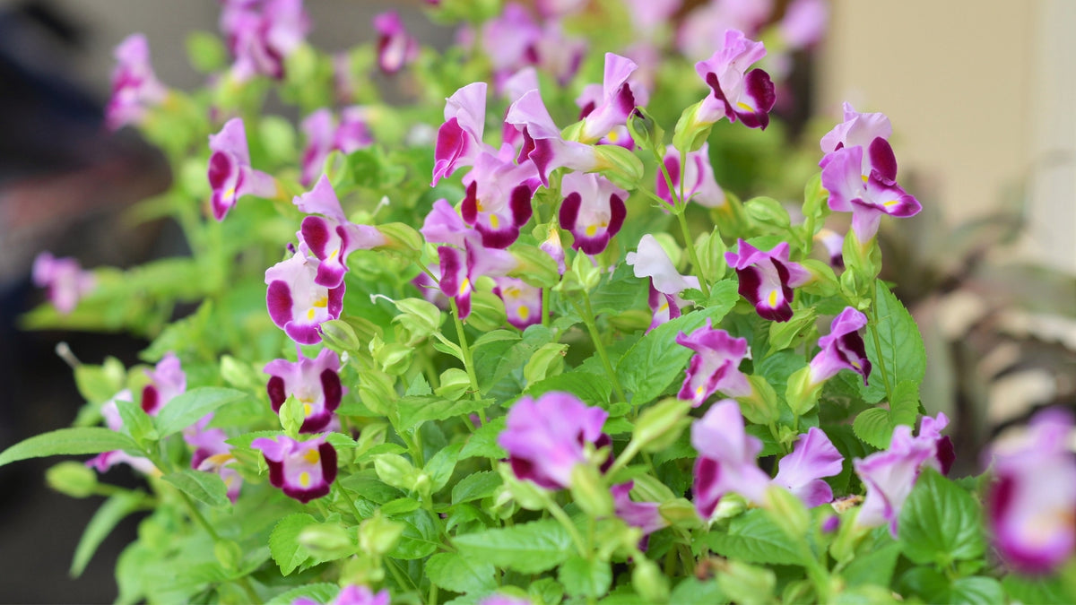 Wishbone Flower 'Torenia Fournieri' Pink Seeds for a lasting display in the Container Planting