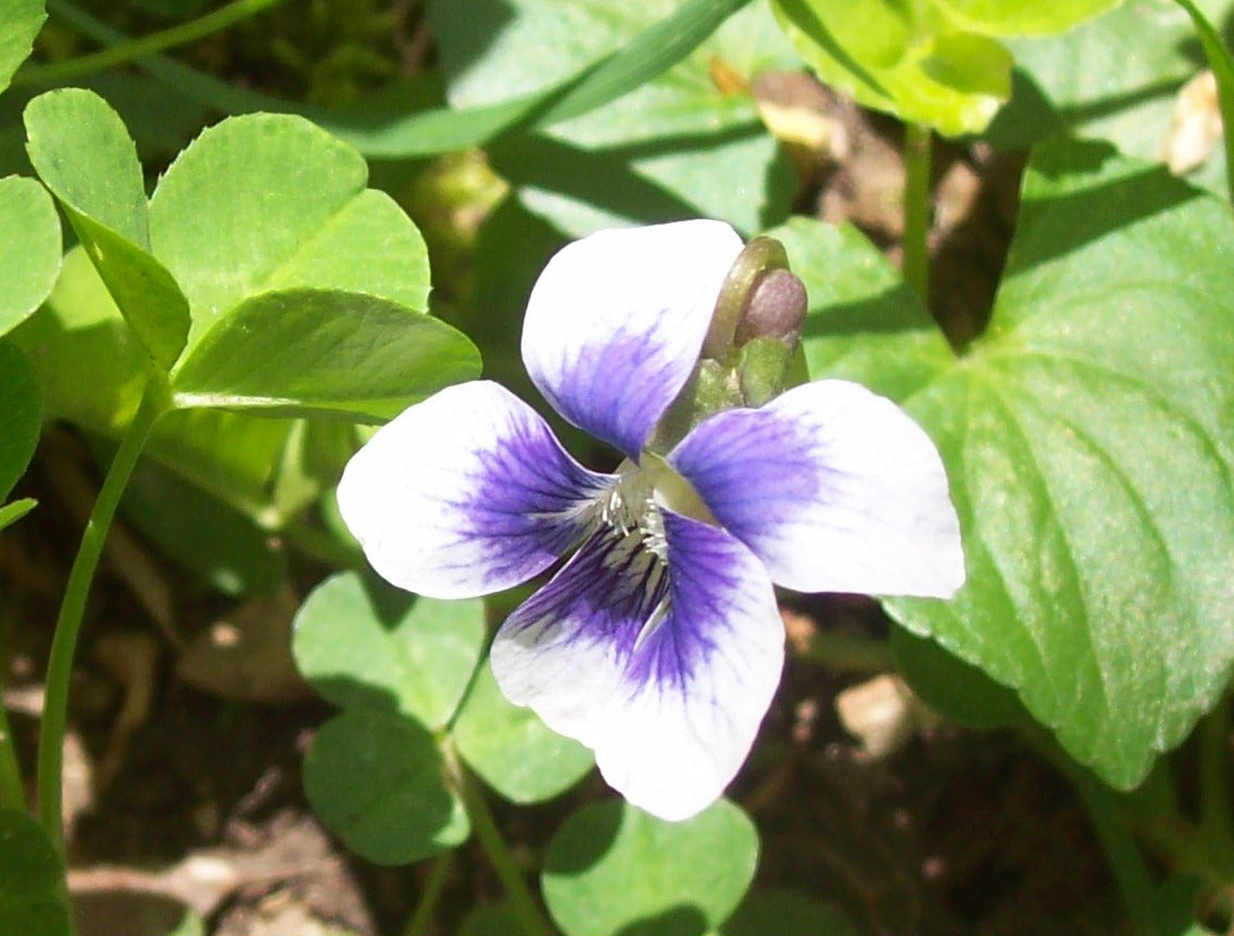 Heirloom Rare Viola Penny White Purple Blotch Pansy Seeds