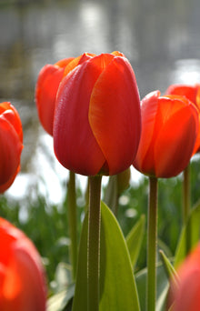 Tulip Mixed Colors 20 Varieties Seeds for gardeners building out beds and borders