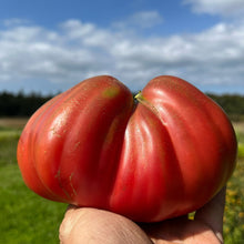 Aussie Tomato Seeds valued by growers for sweet, Juicy Australian Tomatoes