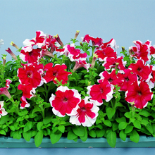Petunia Hulahoop Rose Seeds grown for elegant Rose-Colored Petunias