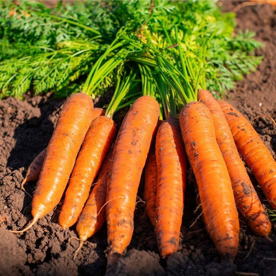 Carrot Use for planting in home garden.