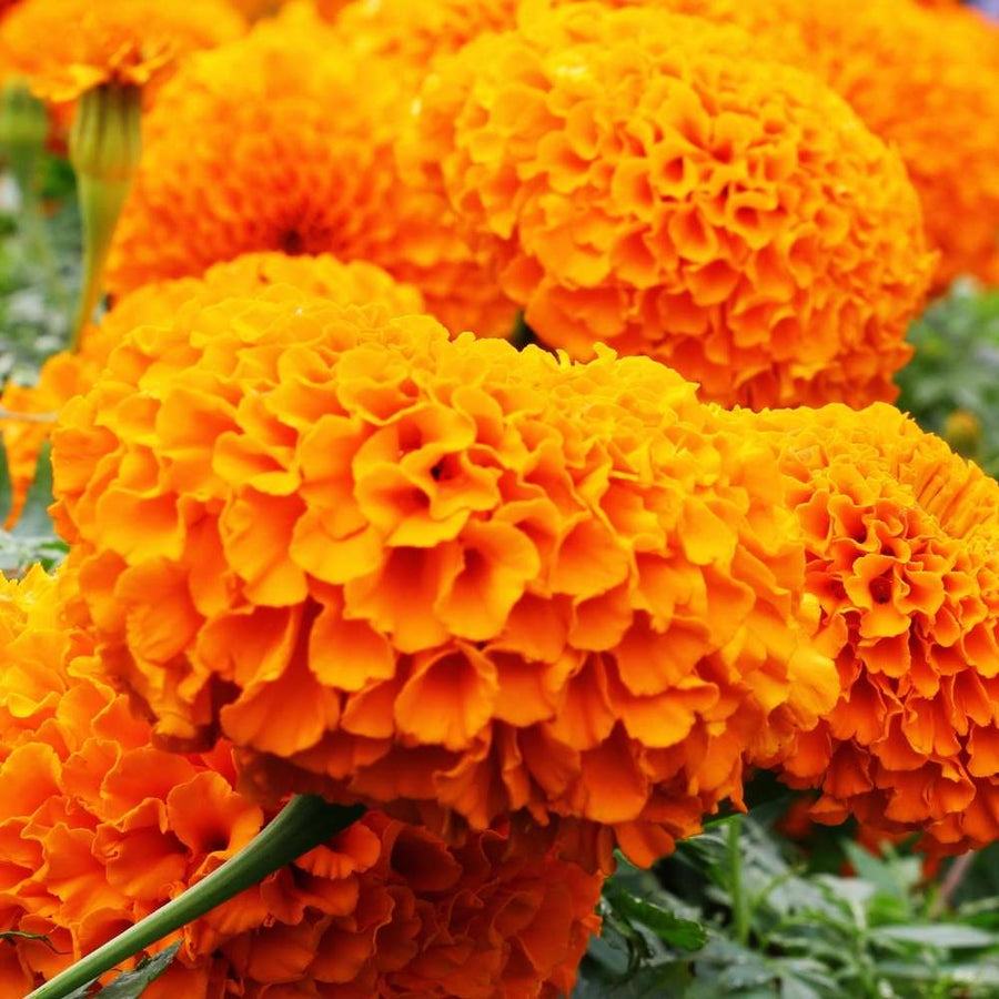 Finch Marigold Double Bloom Seeds for a bright addition to the Container Planting
