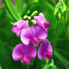 Sweet Pea Seeds (Lathyrus odoratus) for growers stocking the Flower Bed & Garden