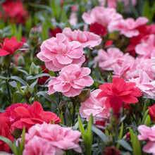 Carnation Dianthus Caryophyllus Rosa Seeds for colorful blooms in the Cut Garden Displays