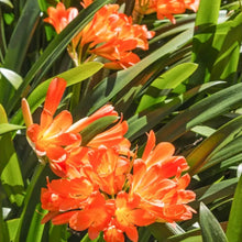 Cheap Clivia Clivia Potted Clivia Bonsa Balcony Flower  Ornamental Garden Plant for Home Gardening