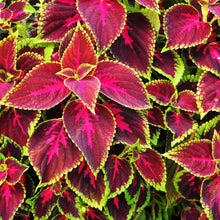 Coleus Volcano Seeds grown for stunning Indoor or Outdoor Plants