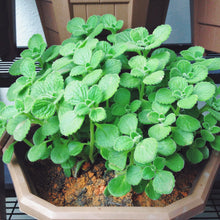 Green Cuban Oregano Plants for cooks growing their own fresh herbs