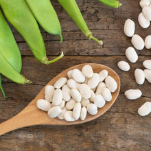Navy Bean Seeds (Phaseolus vulgaris) for a fresh homegrown crop from the home garden or small farm plots