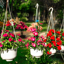 Vinca Annual Raspberry Cooling Seeds known for beautiful Blooms