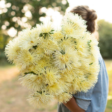 Yellow Chinese Aster Seeds prized for bright Yellow Blooms