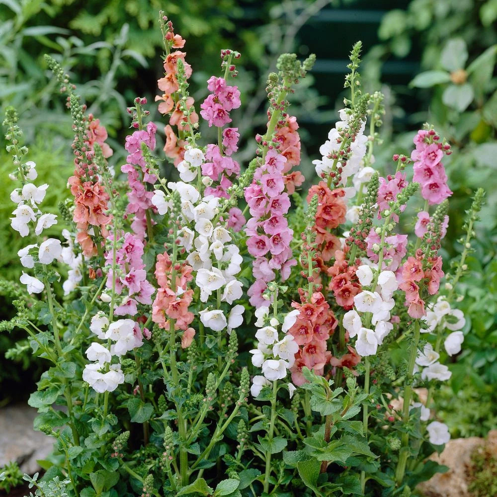 Mixed Color Verbascum Phoeniceum Seeds for colorful blooms in the Container Planting