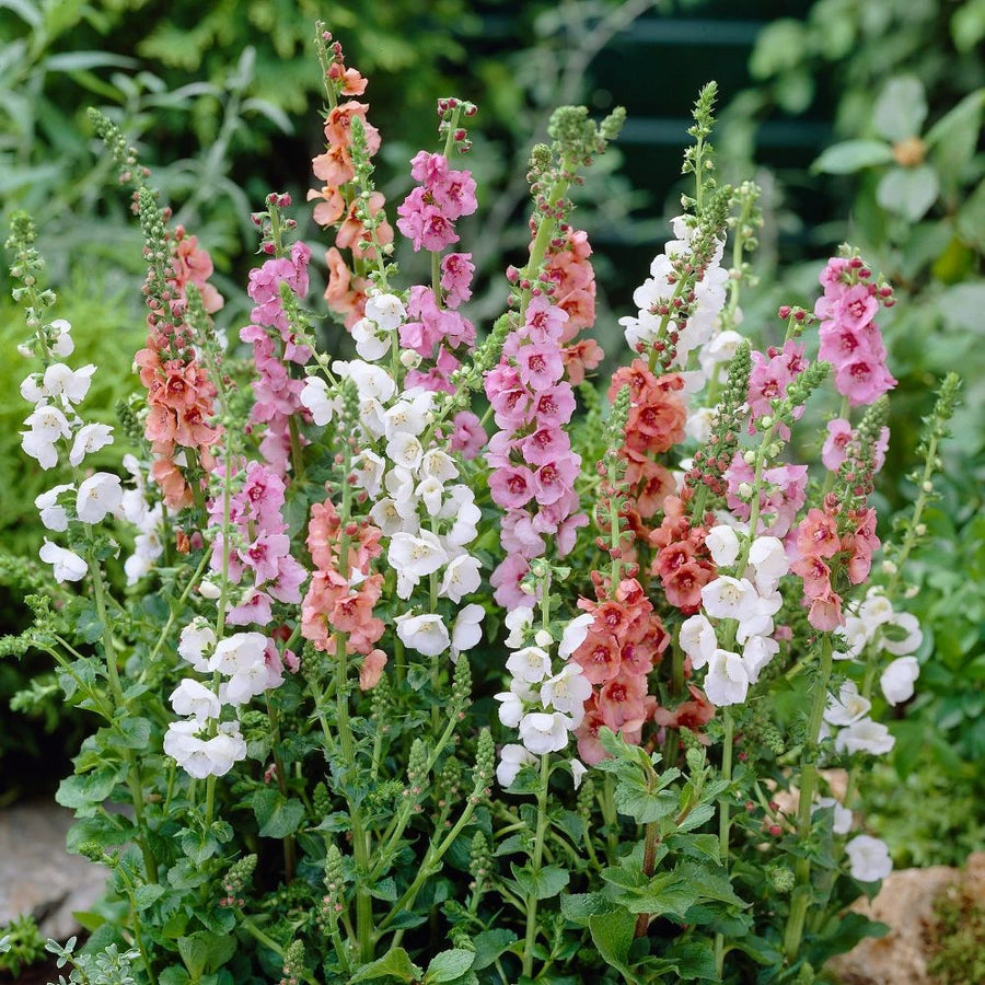 Mixed Color Verbascum Phoeniceum Seeds for colorful blooms in the Container Planting
