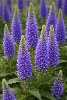 Blue Veronica Flower Seeds et  Ornamental Garden Plant Premium Quality Seeds