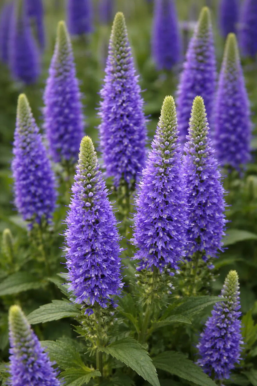 Blue Veronica Flower Seeds et  Ornamental Garden Plant Premium Quality Seeds