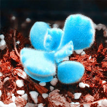 Mini Rainbow Bonsai Seeds for long-term planting in the yard