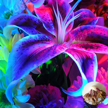 Blue Lily Flower Seeds Beautiful White Lily Flower Seeds et of  Ornamental Garden Plant for Home Gardening