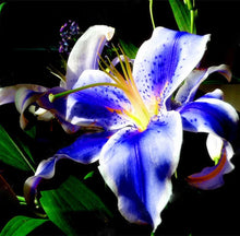 Perfumed Lily Blue Seeds valued for indoor Bonsai