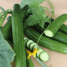 Cucumber Cucumis Sativus Dutch Seeds known for vertical Fresh Harvests