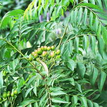 Green Curry Leaf Plnat Seeds for a fragrant addition to the herb patch