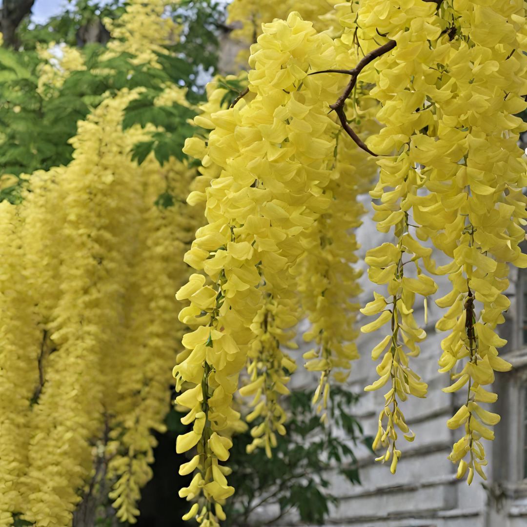 Glicine Flower Seeds â€“ Wisteria Vines with Cascading Blooms