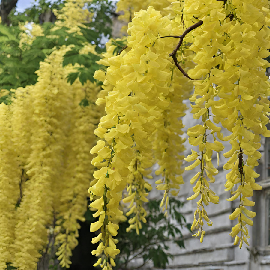 Glicine Flower Seeds â€“ Wisteria Vines with Cascading Blooms