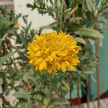 Yellow Gaillardia with Orange Center Seeds for a colorful addition to any planting