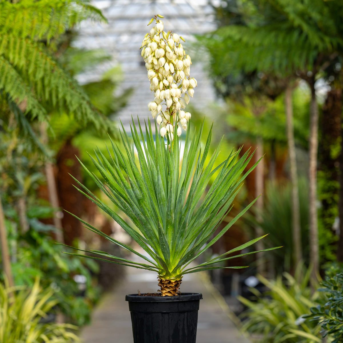Yucca Gloriosa Drought-Tolerant Ornamental Flower - for planting in home garden
