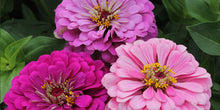 Zinnia Art Deco Fiore Mix Seeds known for stylish, Colorful Zinnia Blooms
