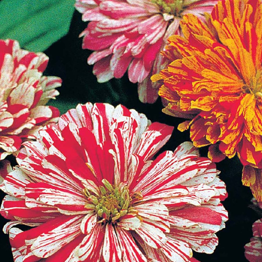 Zinnia Higro Candy Dog Flower seeds for vibrant blooms