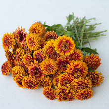 Macarenia Macarenia Clavijera Seeds grown for tropical Seasonal Displays