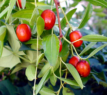 Fresh And Sweet G Antes Jujube Seeds Planted In Red age Of  Ornamental Garden Plant for Home Gardening