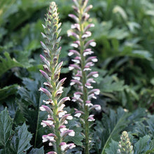 Spiny Acanthus Seeds for reliable seasonal color