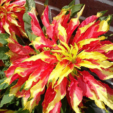 Tricolor Rare Flower Seeds