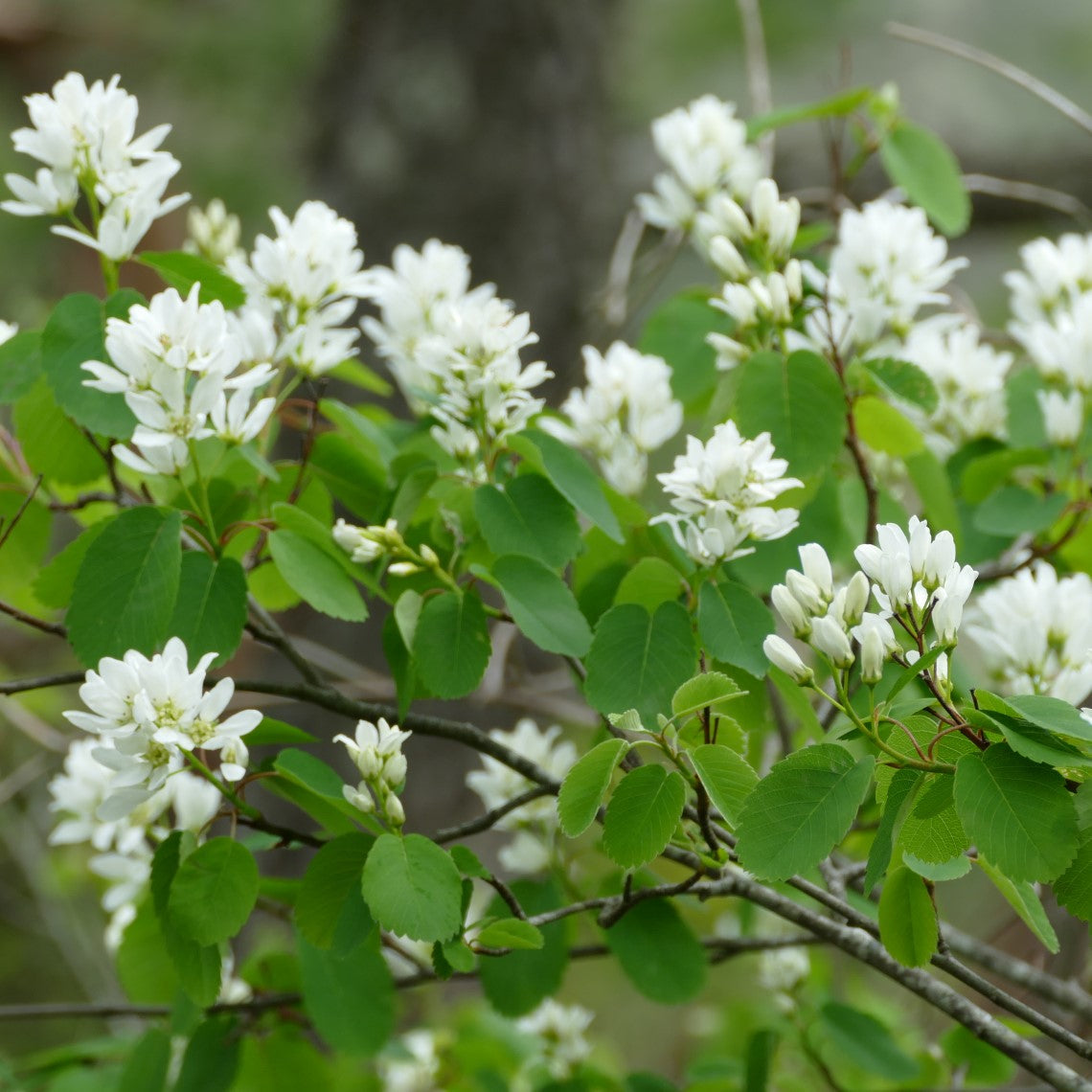 Amelanchier Alnifolia Edible Fall-Resistant Ornamental Garden Plant Premium Quality Seeds
