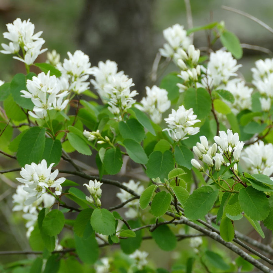 Amelanchier Alnifolia Edible Fall-Resistant Ornamental Garden Plant Premium Quality Seeds