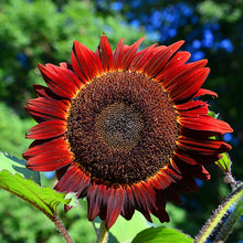 Sunflower Seeds (Helianthus annuus) for colorful blooms in the home garden or pollinator beds