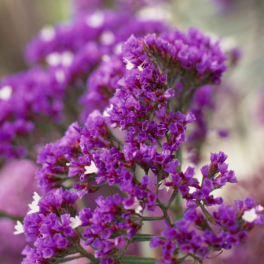 Statice Purple Anziehung seeds for vibrant purple flowers