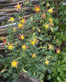Tequila Sunrise Columbine Seeds (Aquilegia spp.) for growers filling out the Garden
