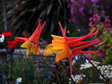 Tequila Sunrise Columbine Seeds (Aquilegia spp.) for growers filling out the Garden