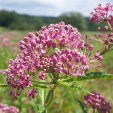 Milkweed Asclepias Syriaca Swamp Native Wildflower Seeds for a bright addition to the Wetland Gardens