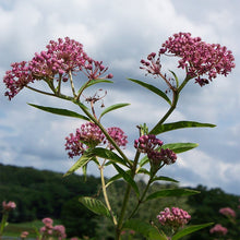 Milkweed Asclepias Syriaca Swamp Native Wildflower Seeds for a bright addition to the Wetland Gardens