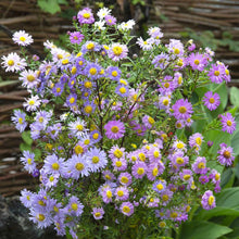 Aster Novae Belgii Flower Mix Seeds for gardeners building out beds and borders