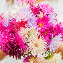 Aster Novae Belgii Flower Mix Seeds for gardeners building out beds and borders