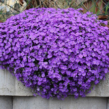 Aubrieta Cascade Purple Flower Seeds, Perennial Ground Cover Flower Seeds, Stunning Deer Proof et  Ornamental Garden Plant Garden Plant Seeds