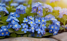 Forget Me Not Seeds for a lasting display in the Your Garden or Flowerbeds