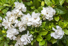 White Night Scented AufFlowerssamen Seeds valued for fragrant White Blooms