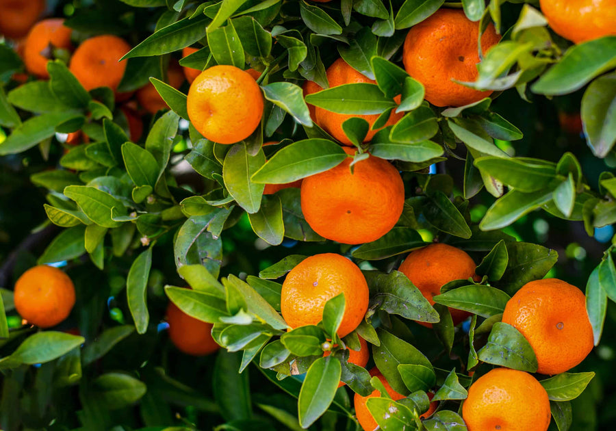 Italian Mandarin Seeds, Fruit Tree, Citrus, Very Sweet, Tangerine, et of  Ornamental Garden Plant Premium Quality Seeds