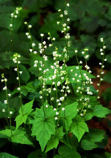 Wildflower Daucus Carota Cap Bishop’s Seeds for growers filling out the Pollinator Open Spaces